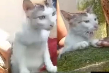 என்னது பூனை பாடம் படிக்குமா? ஒன்று... இரண்டுனு... கூறும் அசத்தலான காட்சியை நீங்களே பாருங்க