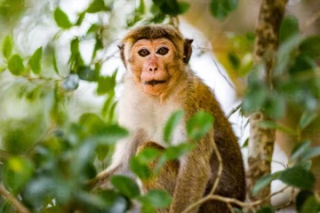 மகளை கடித்த குரங்கு ; நீதி கேட்க சென்ற தந்தைக்கு நேர்ந்த கொடூரம்