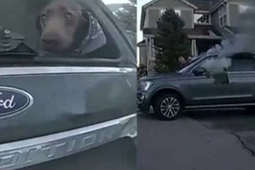 அமெரிக்காவில் தீப்பிடித்து எரிந்த வாகனம்...காப்பாற்றப்பட்ட செல்லப்பிராணி