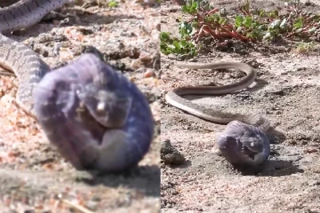 Viral Video: குருவியின் முட்டையை அப்படியே விழுங்கிய பாம்பு