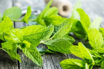 தினமும் ஒரு கைப்பிடியளவு புதினா சாப்பிடுங்க.. இந்த பிரச்சினை எல்லாம் உங்களை விட்டு போய்விடும்