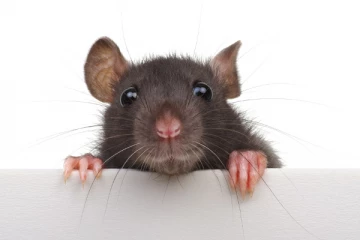 வவுனியா மக்களுக்கு அவசர எச்சரிக்கை!