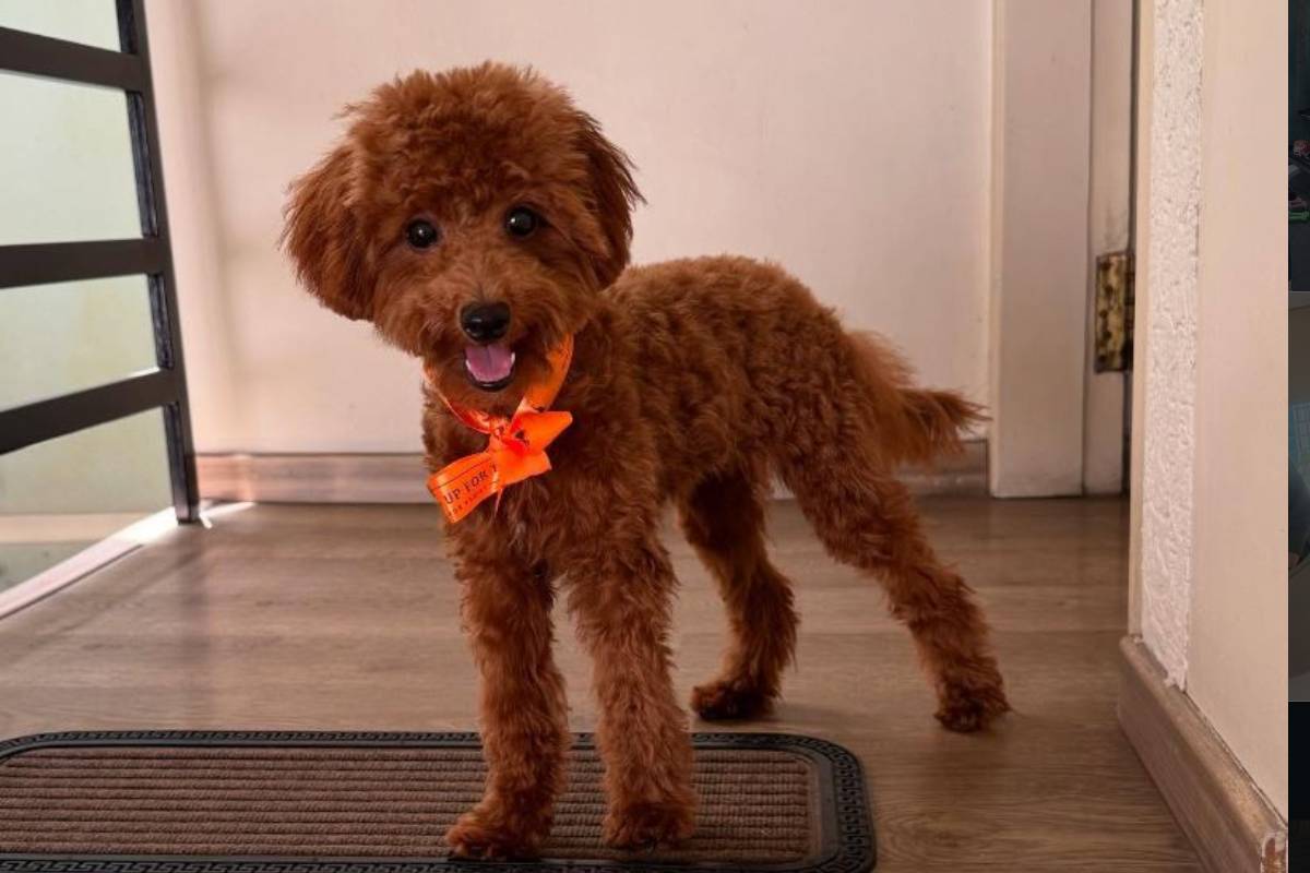 திரிஷா வளர்க்கும் செல்ல நாய் இஸ்ஸி!! இத்தனை சிறப்புகள் இருக்கா? | Trisha Krishnan S Pet Dog Izzy Goes Viral