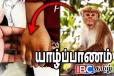 மானிப்பாய் பிரதேச சபையின் பொறுப்பேற்ற செயல்: சிறுமியின் கையை பதம் பார்த்த குரங்கு