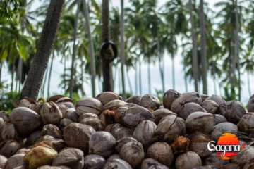 ආයෙත් අහස උසට පොල් මිල පොල් හිගයක්?