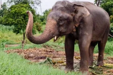 யானை தாக்கியதில் 15 வயதான சிறுவனுக்கு நேர்ந்த கதி