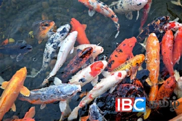 நான்கு அலங்கார மீன்களுக்கு விதிக்கப்பட்டது தடை