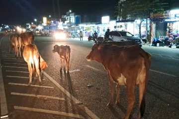 புதுக்குடியிருப்பு நகர் பகுதியில் கட்டாக்காலி கால்நடைகளை கட்டுப்படுத்துமாறு கோரிக்கை