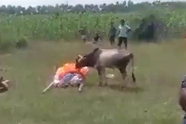 முதலாளியின் மரணத்தை கண்டு கதறி அழுத கன்று குட்டி - காண்போரை கண்கலங்க வைத்த வீடியோ! | Calf Started Crying Masters Death Emotional Video