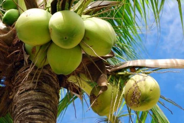 தேங்காய் உற்பத்தியில் முதலிடம் பிடித்த இந்திய மாநிலம் எது தெரியுமா? ஆனால் கேரளா இல்லை