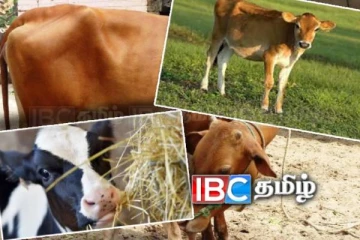 யாழில் அனுமதியின்றி தடுத்து வைக்கப்பட்ட மாடுகள் மீட்பு!