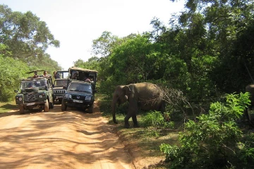 FACT CHECK - யால சரணாலயத்தில் 103 ஆண்டுகளுக்கு பின்னர் கண்டுபிடிக்கப்பட்ட விலங்குகள்