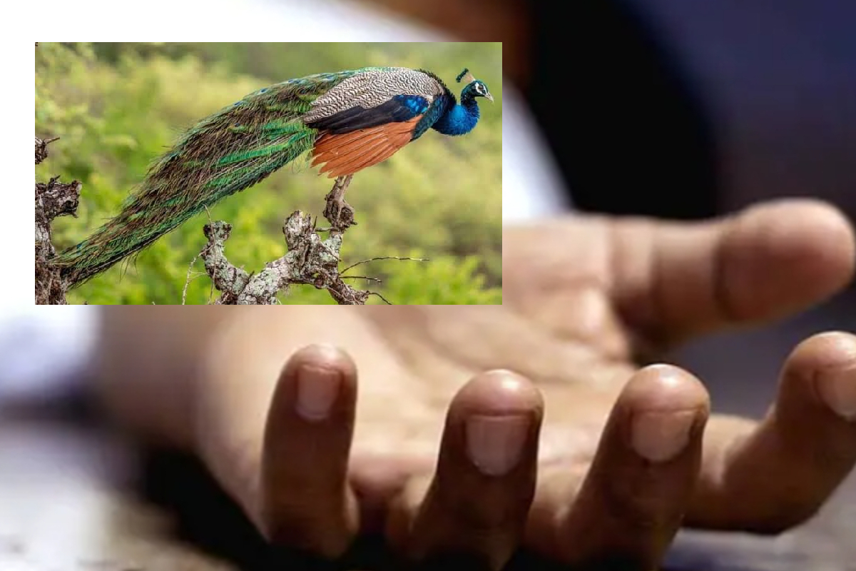 திடீரென மோதிய மயில் - பரிதாபமாக பலியான 18 வயதுடைய இளைஞன் | Young Man Loses His Life Because Of A Peacock