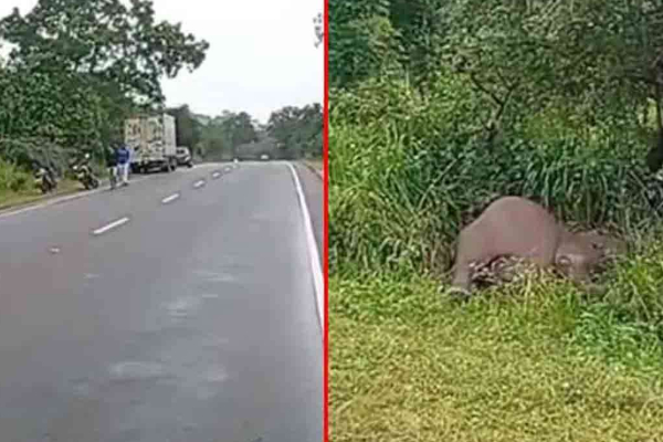 வேனில் மோதிய யானை; இருவர் காயம்; யானை உயிரிழப்பு | Elephant Hit By A Van Two Injured Elephant Dies