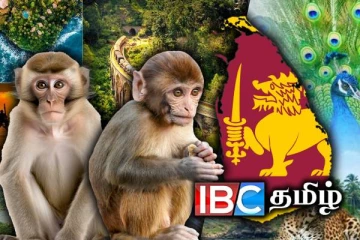 நாட்டில் மில்லியன் கணக்கான குரங்குகள் : வெளியானது விலங்கு கணக்கெடுப்பு அறிக்கை