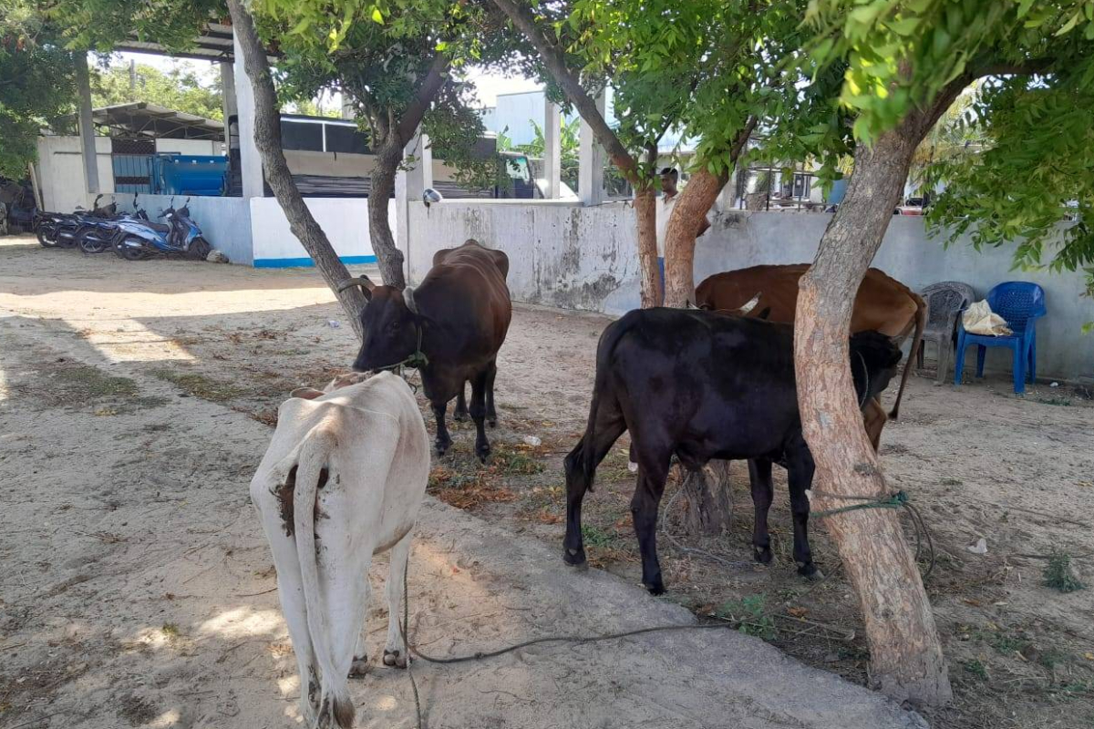 யாழில் சட்டவிரோத கொல்களம் முற்றுகை; மீட்கப்பட்ட வாயில்லா ஜீவன்கள்! | Illegal Slaughterhouse Raided Jaffna Rescued Cow யாழில் சட்டவிரோத கொல்களம் முற்றுகை; மீட்கப்பட்ட வாயில்லா ஜீவன்கள்! | Illegal Slaughterhouse Raided Jaffna Rescued Cow