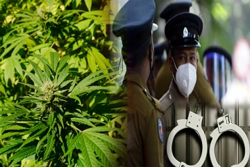 யாழில் பெருமளவான கஞ்சாவுடன் இருவர் கைது