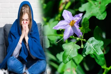 கோடைகால சளி, இருமலை விரட்டி அடிக்கும் தூதுவளை!