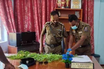 5 அடி உயரமான கஞ்சா செடியை வளர்த்து வந்த பெண் கைது