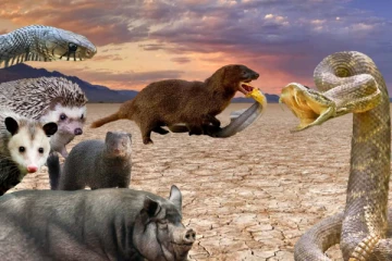 பாம்புகளின் விஷத்தை முறிக்கக்கூடிய எதிர்ப்பு திறன் கொண்ட விலங்குகள் எவை தெரியுமா?