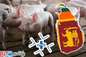 பன்றி இறைச்சி குறித்து பொதுமக்களுக்கு விடுக்கப்பட்டுள்ள அறிவித்தல்