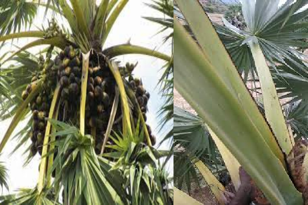 யாழில் இளம் யுவதி மர்மமான முறையில் மரணம் : தாய்மாமன் கைது! | Young Woman Dies In Jaffna Uncle Arrested