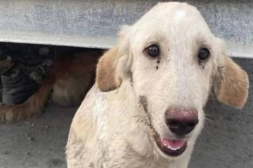 29 நாய்களை பரிதாபமாக சுட்டு கொன்ற கொடியவர்கள் - நடந்தது என்ன? கண்கலங்க வைக்கும் தகவல்