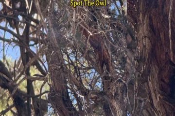 Optical illusion: இந்த படத்தில் மறைந்திருக்கும் ஆந்தையை கண்டுபிடிக்க முடியுமா?