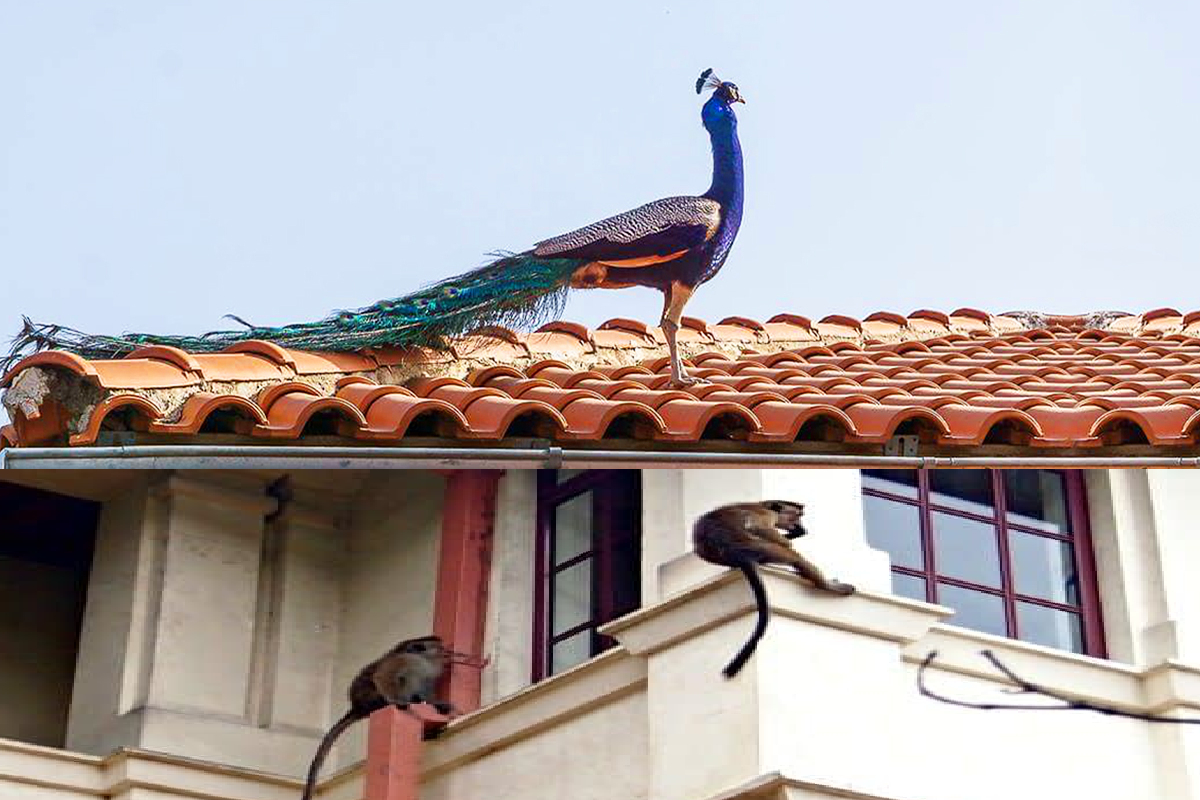 நகர்ப்புறங்களில் மயில்கள், குரங்குகள், மான்கள் ஊடுருவல் அதிகரிப்பு | Peacocks Monkeys And Deer Into Urban Areas நகர்ப்புறங்களில் மயில்கள், குரங்குகள், மான்கள் ஊடுருவல் அதிகரிப்பு | Peacocks Monkeys And Deer Into Urban Areas