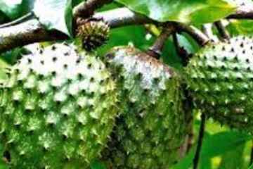 රටට ඩොලර් එන අලුත්ම ක්‍රමයක් වැල්ලවායෙන්..