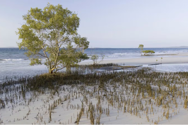 அவுஸ்திரேலியாவில் கனடிய பெண் மர்ம மரணம் | Body Of Canadian Woman 19 Found Australia