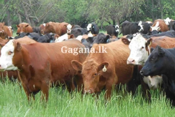 හරක් හොරකමේ ගිය හමුදා සෙබළෙකු ඇතුළු පිරිසකට වැඩ වැරදෙයි.