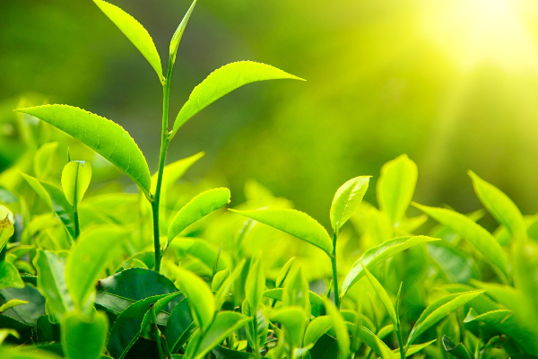 ஆரோக்கியத்திற்கு நன்மை பயக்கும் White Tea! | White Tea Is Beneficial For Health