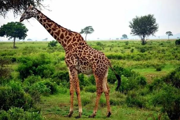 ஆப்பிரிக்காவை அடுத்து இலங்கைதான் சிறந்த இடம்! | Sri Lanka The Best Place See Animals After Africa