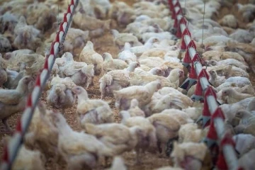 கொரோனா பரவல் ஒருபக்கம்... பறவைக் காய்ச்சல் மறுபக்கம்: நெருக்கடியில் நாடுகள்