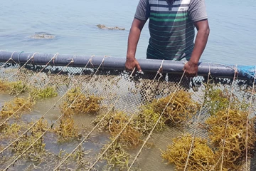 சீன பிளாஸ்டிக் கழிவுகளால் வடக்கு கடல் மாசடைகிறது