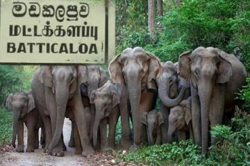 மட்டக்களப்பில் காட்டு யானைகளின் அட்டகாசம்:பொதுமக்கள் விசனம்