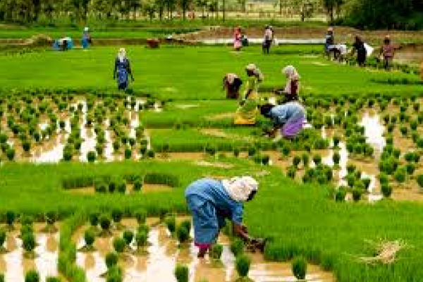 நாளை முதல் விவசாயிகளுக்கு டீசல் | Diesel For Farmers From Tomorrow