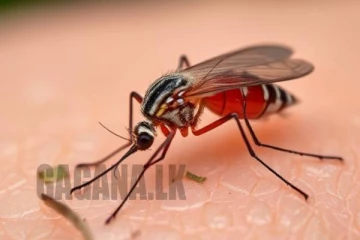 බස්නාහිර ප්‍රදේශවලට ඩෙංගු උණුසුම