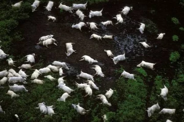 மனிதர்கள், விலங்குகள் என... ஒரே இரவில் கிராமமே சுடுகாடான கொடூர சம்பவம்: தெரியவந்த உண்மை