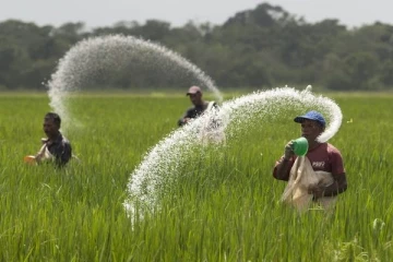 இரசாயன உரம் தொடர்பில் வெளிவந்த தகவல் - விவசாயிகளுக்கு பெருத்த ஏமாற்றம்