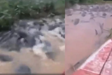 நொடியில் உயிர் தப்பிய டிரைவர் - கொத்துக்கொத்தாக ஓடிய ராட்சத முதலைகள் - அதிர்ச்சி வீடியோ