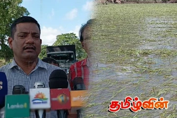 வெள்ள அனர்த்தம் காரணமாக விவசாயிகளின் நெற்செய்கை பெரும் பாதிப்பு