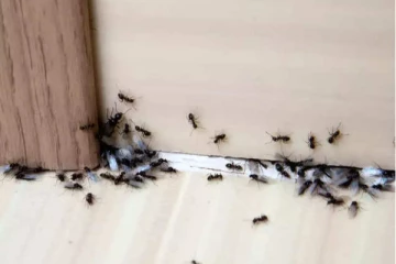 எறும்புத் தொல்லை தாங்க முடியலையா? இந்த ஒரே ஒரு பொருள் போதும்.... அடித்து விரட்டலாம்