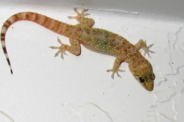 தாங்க முடியாத பல்லி தொல்லையா... இந்த ஒரு பொருளை வையுங்க இருக்கும் திசை தெரியாமல் அலண்டு ஓடிடும்!