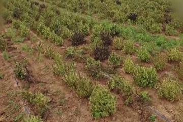 மிகப் பெரிய கஞ்சாத் தோட்டத்தை கைப்பற்றிய ஸ்பெயின் பொலிஸ்!