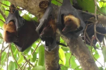 NeoCoV வைரஸ் தொடர்பில் சீன விஞ்ஞானிகள் விடுத்த எச்சரிக்கை!