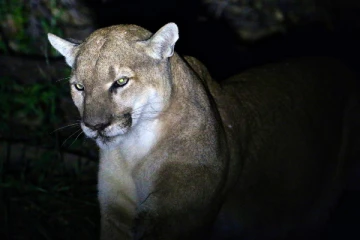 மலைச் சிங்கத்துடன் மோதி பெற்ற குழந்தையை காப்பாற்றிய வீரத்தாய்! பரபரப்பை ஏற்படுத்திய சம்பவம்