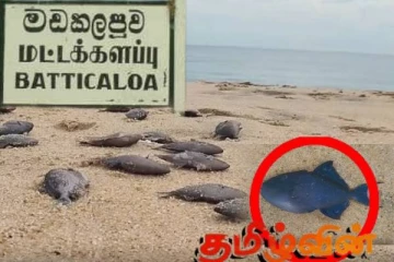 கிழக்கு மாகாணத்தின் பல இடங்களில் கரை ஒதுங்கும் ஒருவகை மீன்கள்
