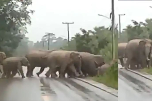 ‘’நன்றி வணக்கம் மக்களே ,  மீண்டும் சந்திப்போம் ‘’  -  வைரலாகும் யானை டச்சிங் வீடியோ - தமிழ்நாடு